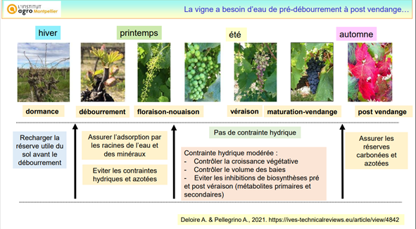 Fiche-irrigation-vie-besoin-eau-stade-vigne