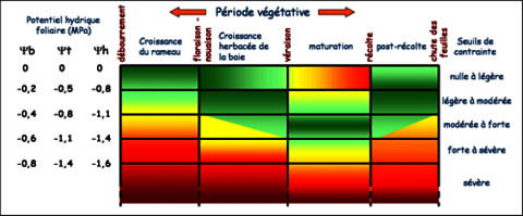 Fiche-irrigation-V.I.E.-contrainte-hyrdrique-et-stade-phenologique-vigne